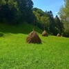 сіно (1)